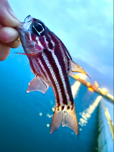 ヒラテンジクダイの釣果