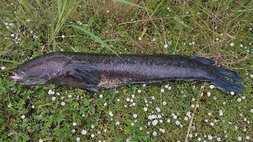 ライギョの釣果