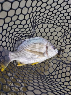 キビレの釣果