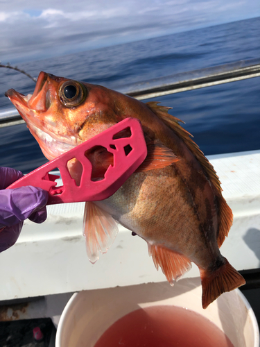 オキメバルの釣果