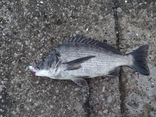 クロダイの釣果