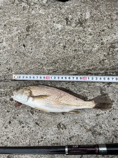 イシモチの釣果