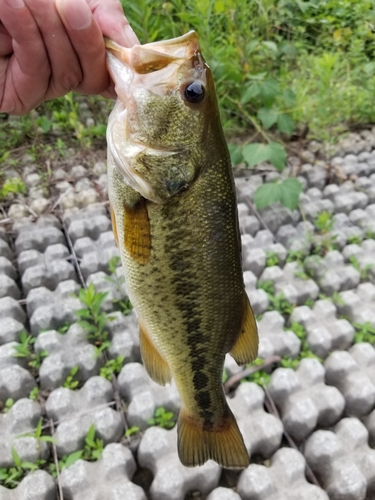 ラージマウスバスの釣果