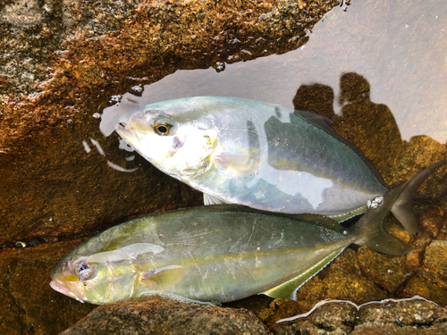 ネイリの釣果