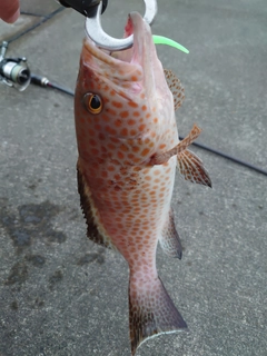 オオモンハタの釣果