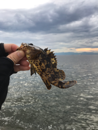 タケノコメバルの釣果