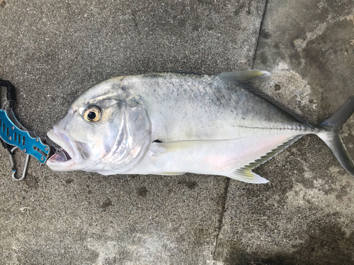 ロウニンアジの釣果