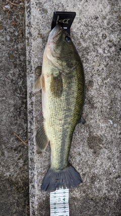 ブラックバスの釣果