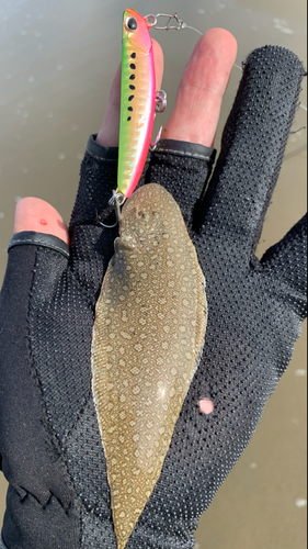 シタビラメの釣果