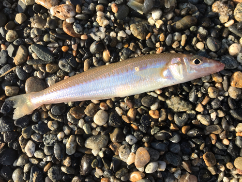 シロギスの釣果