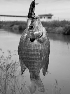 ブルーギルの釣果