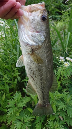 ブラックバスの釣果