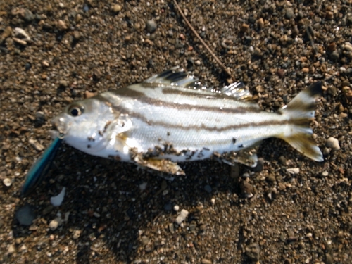 コトヒキの釣果