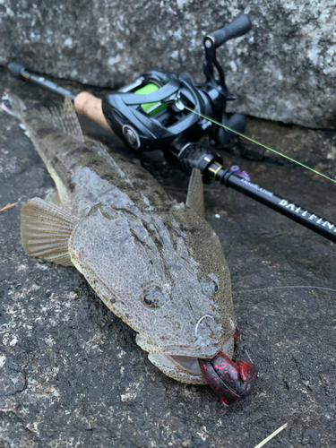 マゴチの釣果