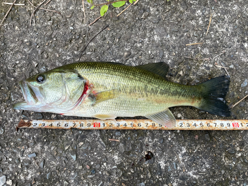 ブラックバスの釣果