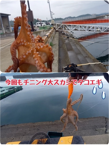 タコの釣果