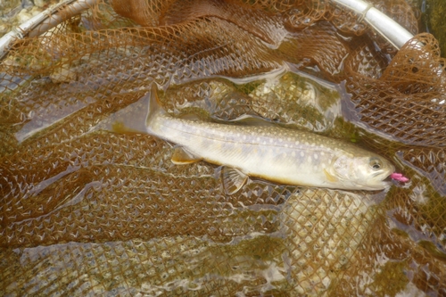 ニッコウイワナの釣果