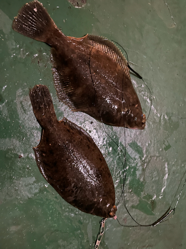 カレイの釣果