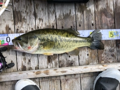 ブラックバスの釣果