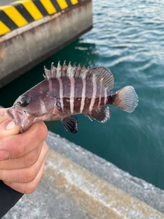 マハタの釣果