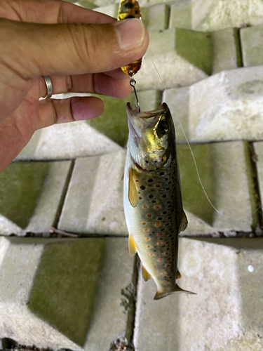 ブラウントラウトの釣果