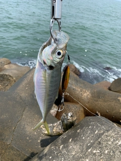 マアジの釣果