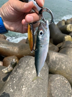 マサバの釣果