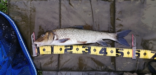 ニゴイの釣果