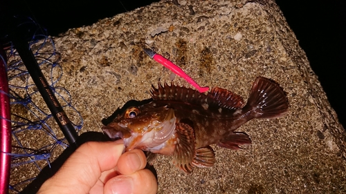 カサゴの釣果