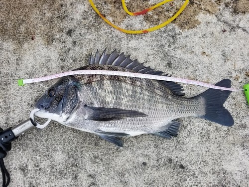 チヌの釣果