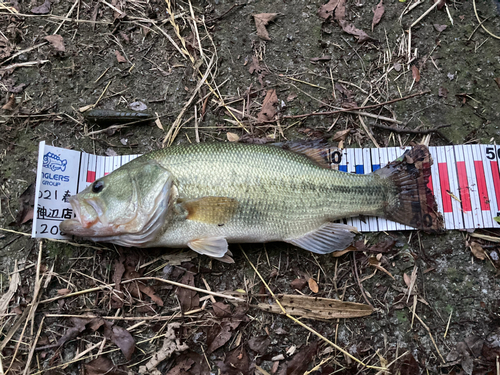 ブラックバスの釣果