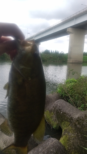 スモールマウスバスの釣果