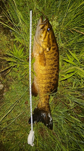 スモールマウスバスの釣果