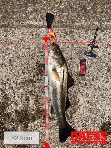 シーバスの釣果