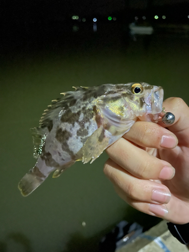 タケノコメバルの釣果