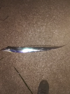 タチウオの釣果