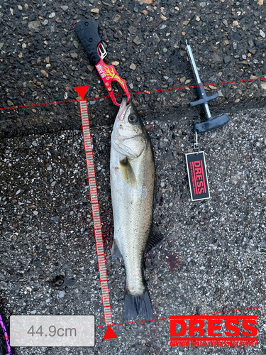 シーバスの釣果