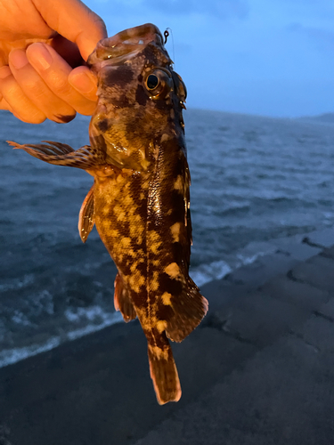 カサゴの釣果