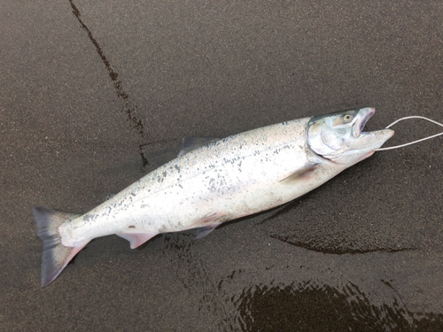 サクラマスの釣果