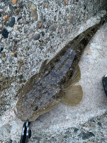 マゴチの釣果