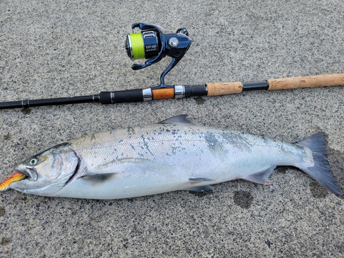 サクラマスの釣果