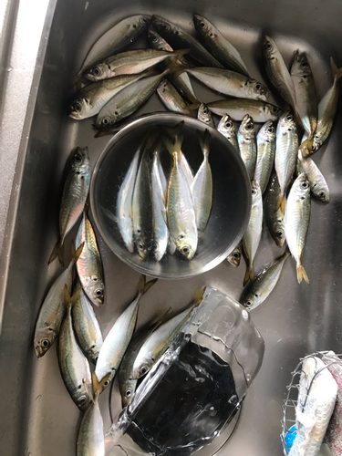 アジの釣果