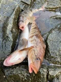 アブラコの釣果