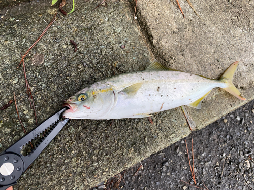 ワカシの釣果