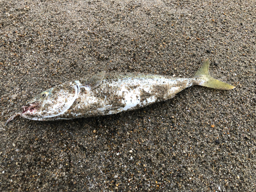 ワカシの釣果