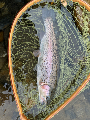 ニジマスの釣果