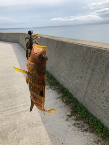 キジハタの釣果