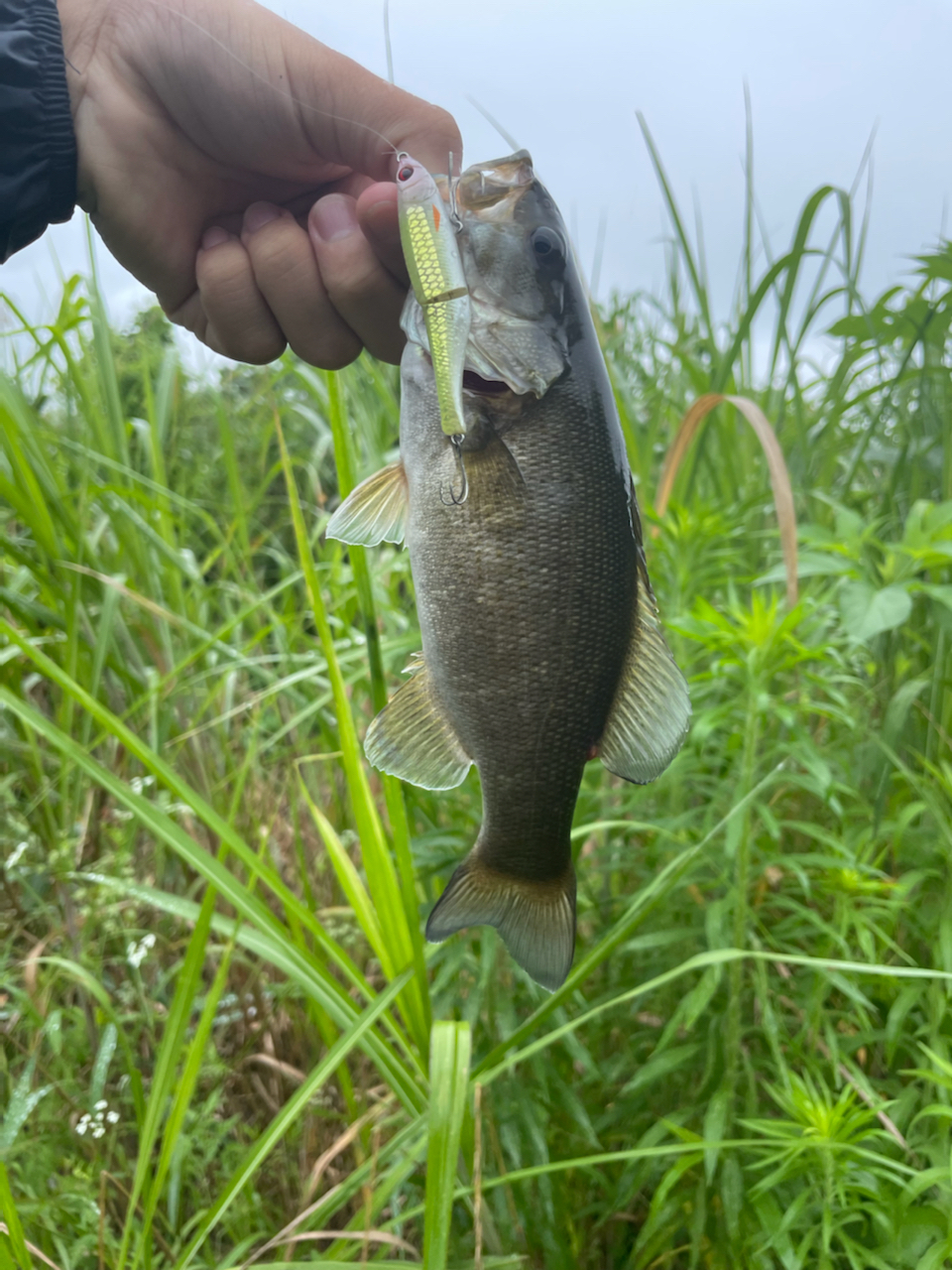 スモールマウスバス