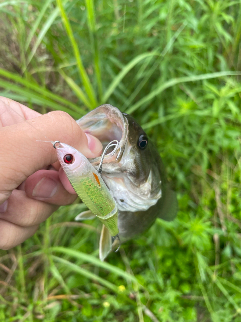 スモールマウスバス