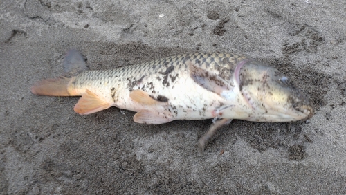 コイの釣果